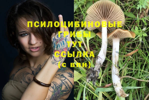 трава Аркадак